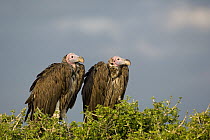 Lappet-faced Vulture (Torgos tracheliotus) pair, Masai Mara National Reserve, Kenya