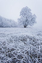 Landscape with Oak tree and grasses covered with hoar frost, Germany