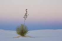 Soaptree Yucca (Yucca elata) in gypsum sand, White Sands National Park, Chihuahua Desert, New Mexico