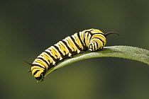 Monarch (Danaus plexippus) butterfly caterpillar feeding on Milkweed (Asclepias sp) leaf, Cape May, New Jersey