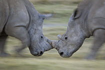 White Rhinoceros (Ceratotherium simum) males fighting, Lake Nakuru, Kenya