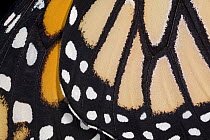 Monarch (Danaus plexippus) butterfly wing of newly hatched animal, USA