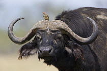 Cape Buffalo (Syncerus caffer) with Red-billed Oxpecker (Buphagus erythrorhynchus) on its head, Lake Nakuru National Park, Kenya