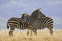 Burchell's Zebra (Equus burchellii) pair, Lake Nakuru National Park, Kenya