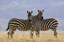 Burchell's Zebra (Equus burchellii), Lake Nakuru National Park, Kenya
