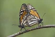 Monarch (Danaus plexippus) butterflies mating, Michoacan, Mexico