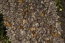 Monarch (Danaus plexippus) butterflies in overwintering colony, some of which are basking in the sun, Michoacan, Mexico