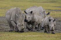 White Rhinoceros (Ceratotherium simum) adults, juvenile, and calf, Lake Nakuru, Kenya
