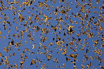 Monarch (Danaus plexippus) butterflies flying during a warm day, Michoacan, Mexico