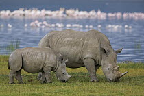 White Rhinoceros (Ceratotherium simum) mother and juvenile grazing, Lake Nakuru, Kenya