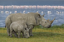White Rhinoceros (Ceratotherium simum) mother and juvenile, Lake Nakuru, Kenya