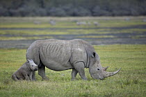 White Rhinoceros (Ceratotherium simum) mother and calf, Lake Nakuru, Kenya