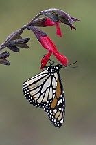 Monarch (Danaus plexippus) butterfly resting on flower in overwintering area, Michoacan, Mexico
