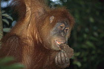 Sumatran Orangutan (Pongo abelii) female eating termite nest, Gunung Leuser National Park, Sumatra
