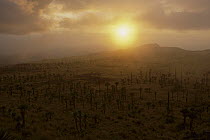 Sun over plateau, Simien National Park, Ethiopia