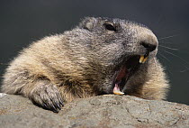 Alpine Marmot (Marmota marmota) yawning, Austria
