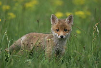 Red Fox (Vulpes vulpes) kit in grass, Austria