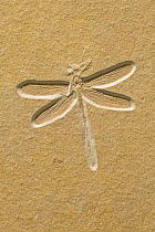 Dragonfly (Tarsophlebia eximia) fossil, about 150 million years old, Solnhofen, Bavaria, Germany