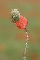 Red Poppy (Papaver rhoeas) flowering, Germany, sequence 2 of 3