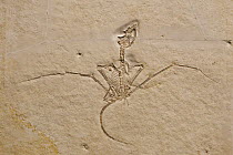 Pterosaurian (Rhamphorhynchus longicaudus) fossil, about 150 million years old, Solnhofen, Bavaria, Germany