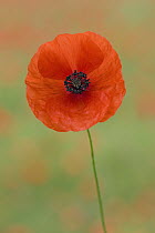 Red Poppy (Papaver rhoeas), Germany, sequence 3 of 3