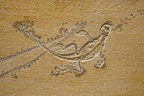 Lizard (Homoeosaurus maximiliani) fossil, about 150 million years old, Solnhofen, Bavaria, Germany