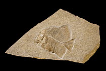 Fish (Gyronchus macropterus) fossil, about 150 million years old, Solnhofen, Bavaria, Germany