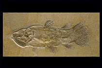 Coelacanth (Holophagus sp) fossil, about 150 million years old, Solnhofen, Bavaria, Germany