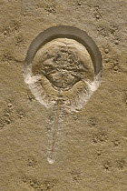 Horseshoe Crab (Mesolimulus walchi) fossil, about 150 million years old, Solnhofen, Bavaria, Germany
