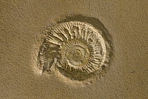 Ammonite (Lithacoceras sp) fossil, 150 million year old, Solnhofen, Bavaria, Germany
