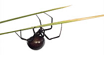 Western Black Widow (Latrodectus hesperus) spider, Arizona