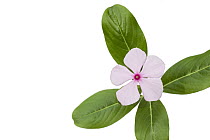 Rosy Periwinkle (Catharanthus roseus) in bloom, plants are harvested for medicinal use, Madagascar