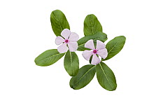 Rosy Periwinkle (Catharanthus roseus) pair in bloom, plants are harvested for medicinal use, Madagascar