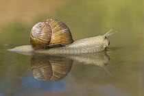 Edible Snail (Helix pomatia) in shallow water, Germany