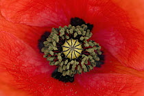 Red Poppy (Papaver rhoeas) flower showing pistil and stamens, Germany