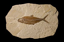 Fish (Pholidophorus sp) fossil, 150 million year old, Solnhofen, Bavaria, Germany