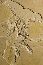 Archaeopteryx (Archaeopteryx lithographica) bird fossil, 150 million year old, Solnhofen, Bavaria, Germany
