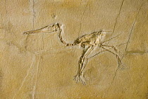 Pterosaurian (Pterosauria) fossil, 150 million year old, Solnhofen, Bavaria, Germany