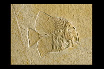 Fish (Gyronchus sp) fossil, 150 million year old, Solnhofen, Bavaria, Germany