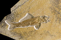 Fish (Ophiopsis attenuata) fossil, 150 million year old, Solnhofen, Bavaria, Germany