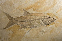 Fish (Lonoscopus sp) fossil, 150 million year old, Solnhofen, Bavaria, Germany