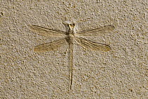 Dragonfly (Stenophlebia latreilli) fossil, 150 million year old, Solnhofen, Bavaria, Germany
