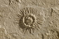 Sea Urchin (Tetragramma sp) fossil, 150 million year old, Solnhofen, Bavaria, Germany