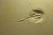 Horseshoe Crab (Mesolimulus walchi) fossil, 150 million year old, with track, Solnhofen, Bavaria, Germany