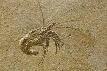 Crustacean (Aeger spinipes) fossil, 150 million year old, Solnhofen, Bavaria, Germany