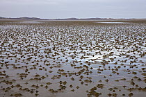 Lugworm (Arenicola marina) holes during low tide, Sylt Island, North Sea, Germany