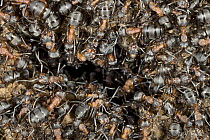 Red Wood Ant (Formica rufa) group at nest entrance, Germany