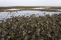 Giant Pacific Oyster (Crassostrea gigas) colony, invasive species oppresses local Mussel (Mytilus edulis), Sylt Island, North Sea, Germany