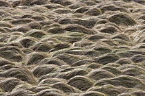 Grass mounds, Sylt Island, North Sea, Germany