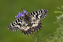 Southern Festoon (Zerynthia polyxena) butterfly, Russia
